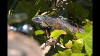 A Blow Gun Hunt for Floridas Giant Iguanas [upl. by Eelaras666]