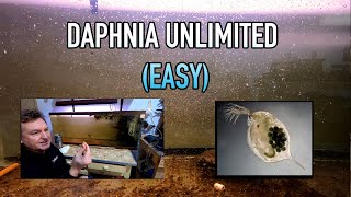 How I Raise Daphnia Water Fleas And You Can Too [upl. by Ahseekal286]