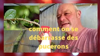 comment on se débarrasse des pucerons [upl. by Desdamonna]