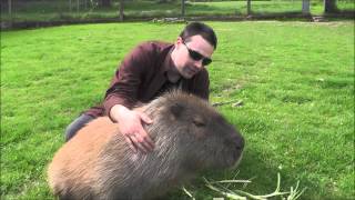 Making Friends with a Capybara [upl. by Lipps]