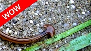 Cool facts about arrowhead flatworm land planarian Bipalium kewense [upl. by Ecnerol]