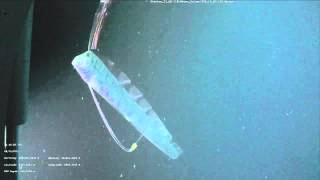 Video of the Oarfish Regalecus glesne [upl. by Alliuqaj]