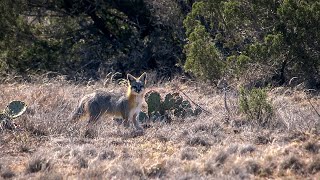 Calling Grey Fox in Southern Texas [upl. by Ahtebbat166]