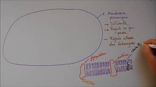 Structure cellulaire 1  Membrane noyau appareil de Golgi [upl. by Rida805]