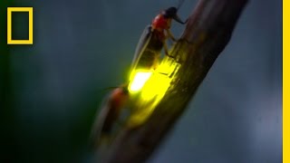 Watch Fireflies Glowing in Sync to Attract Mates  National Geographic [upl. by Jeri]