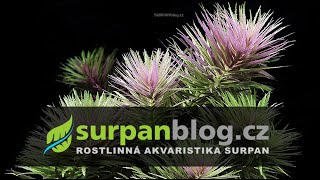 Limnophila hippuridoides Eustralis sp  Bahnatka vonná  Akvarijní rostliny  SURPANcz [upl. by Auston]