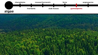 Gymnosperms LongDistance Pollination [upl. by Ayikahs295]