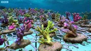 Coral Gardening  South Pacific  BBC Earth [upl. by Alleen228]