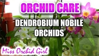 Orchid care  How to care for Dendrobium Nobile Orchids  watering fertilizing reblooming [upl. by Netram]