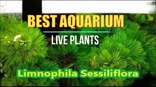 Best Live Plants for Tropical Aquariums  Limnophila Sessiliflora [upl. by Airtina]