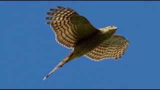 Sparrowhawk Bird Call Bird Song [upl. by Stoeber]