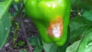 Blossom End Rot in Peppers  Causes and Fixes [upl. by Zanlog]