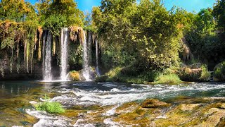 Nature Background No Copyright Video  Free Stock Footage [upl. by Sternick]