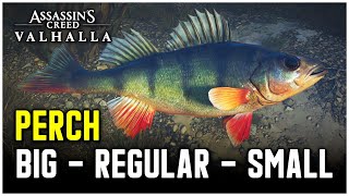 Assassins Creed Valhalla  Perch Fish Locations Big  Regular  Small [upl. by Alidus291]