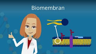 Biomembran  Aufbau und Funktion [upl. by Wamsley]