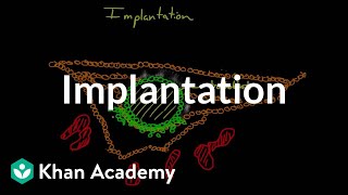 Implantation  Behavior  MCAT  Khan Academy [upl. by Atikaj376]