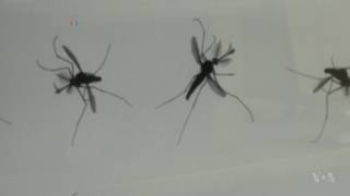 Scientists Figure Out How Mosquitoes Fly [upl. by Zondra]