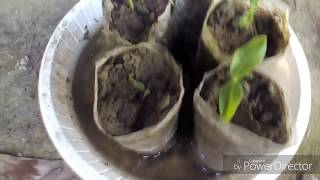 How to grow basella rubra from seed [upl. by Olnee]