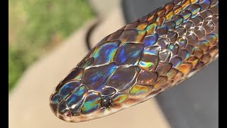 Sunbeam snake update March 2020 [upl. by Hughmanick]