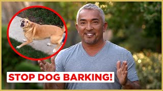 How to Stop Dog Barking  Cesar 911 [upl. by Yenar809]