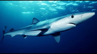 Facts The Blue Shark [upl. by Nemlaz]