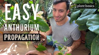 How to propagate Anthuriums in water [upl. by Rozanna]