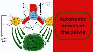 Autonomic Nerves of the Pelvis [upl. by Ennyleuqcaj141]