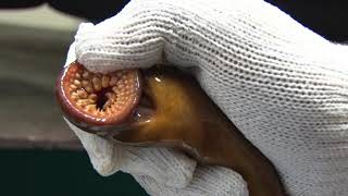 SEA LAMPREY IN THE GREAT LAKES [upl. by Ymled]