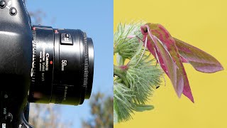 Using an Extension Tube for Macro Photography [upl. by Rofotsirk797]