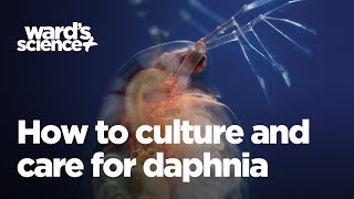 Caring and Culturing for Daphnia [upl. by Notniv474]