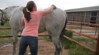 How to Bathe Your Horse [upl. by Jeunesse]