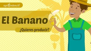 BANANO 🍌 La fruta más producida y consumida del mundo  Agroclips [upl. by Nosrettap]