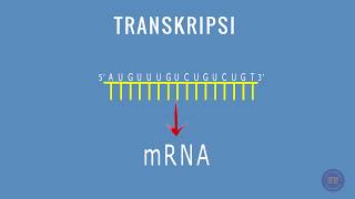 SINTESIS PROTEIN  TRANSKRIPSI [upl. by Tesil476]