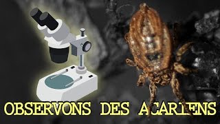 ALLONS VOIR DES ACARIENS  Observation Microscopique 1 [upl. by Leaffar789]