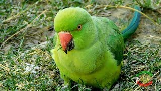 Female Indian Ringneck Parrot [upl. by Legnaleugim]