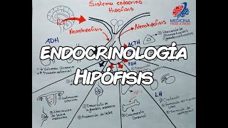 Endocrinología Hipófisis GENERALIDADES [upl. by Eugenie418]