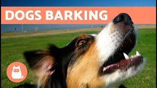 The Best Barking Dogs Compilation [upl. by Scandura588]