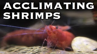 How to Acclimate Shrimps amp Sensitive Fish [upl. by Nod]