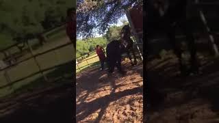 FEMALE HORSE KILLS IN THE ACT ANOTHER STALLION [upl. by Omor]