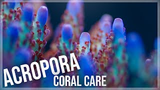 Fundamentals of Acropora Coral Care  SPS [upl. by Halludba]