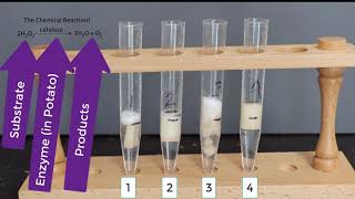 Enzyme Potato Experiment [upl. by Airotahs]