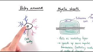 A2 Biology  Neurones OCR A Chapter 132 [upl. by Mosi733]