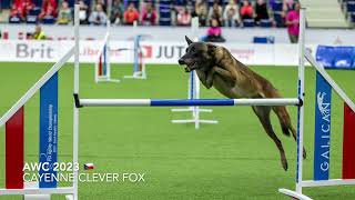 FCI Agility World Championship 2023 [upl. by Iclek210]