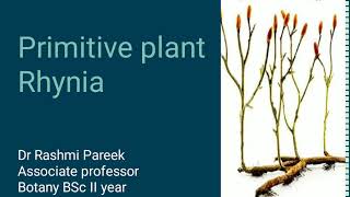 primitive plant Rhynia BSc II Year [upl. by Block682]