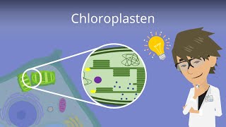 Chloroplasten  Aufbau einfach erklärt [upl. by Einad]