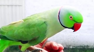 Indian Ringneck Parrot talking and whistling cute bird [upl. by Chas]