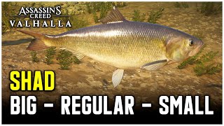 Assassins Creed Valhalla  Shad Fish Locations Big  Regular  Small [upl. by Valaria]