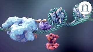 CRISPR Gene editing and beyond [upl. by Aznofla]