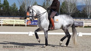 ANDALUSIAN HORSE WITH PASSAGE AND PIAFFE [upl. by Casandra209]