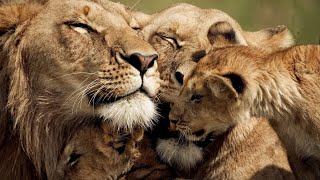 The Strongest LION PRIDE in Luangwa Valley  National Geographic Documentary 2020 Full HD 1080p [upl. by Kciregor]